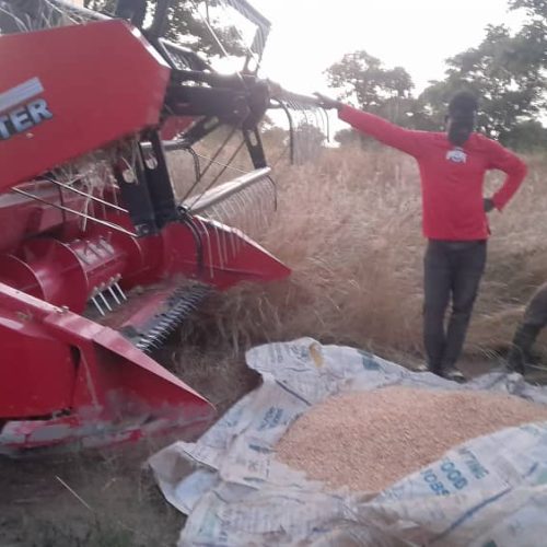 HARVESTED MAIZE GRAIN BY COMBINED HARVESTER